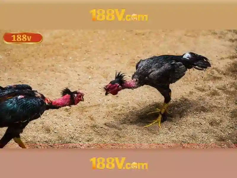Khám phá 188v